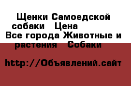 Щенки Самоедской собаки › Цена ­ 25 000 - Все города Животные и растения » Собаки   